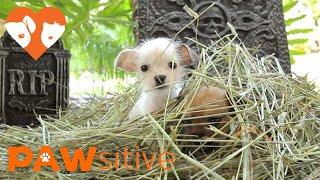 Rescue Puppies Emerge from The Graveyard to Haunt You | PAWsitive 