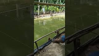 Mancing ikan Mas kolam Pringgondani