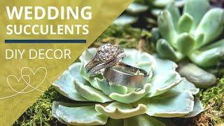 Wedding Succulents - DIY decor