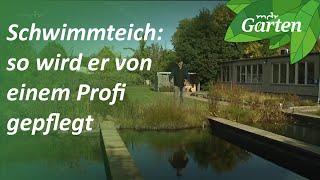 Schwimmteich: So wird er von einem Profi gepflegt | MDR Garten