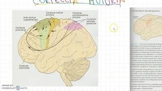 La Corteccia Motoria (motoria primaria, motoria supplementare, premotoria)