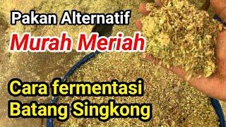 BAHAN INI SERING DIABAIKAN !! Begini Cara fermentasi batang singkong untuk pakan ternak murah Meriah