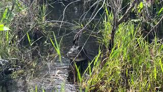 Shark Valley  alligator eating snake