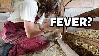 HEAT WAVE STRIKES THE FARM! ...and it's taking a toll. |  Vlog 800