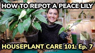 Houseplant Care 101: How To Repot A Peace Lily - Peace Lily Plant Care - Episode 7