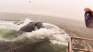 What if you swollen by a whale || whale Amazing video