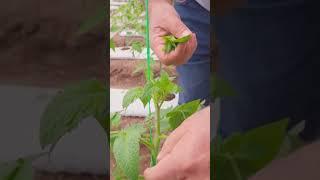 ПАСЫНКОВАНИЕ ТОМАТА #сад #дача #огород #семена #томаты #аэлита #агрофирма