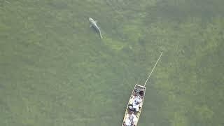 Shark and fisherman they have no idea  caladesi Island 7/28/23