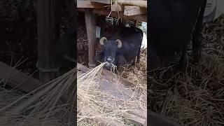 village lifestyle work mini vlog katdei khetma , Halka Kam#nepalvillage #handarvlogercreators