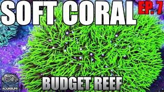 Choosing SOFT CORALS - Which Ones to Keep & Why? - Beginner Budget Reef Tank