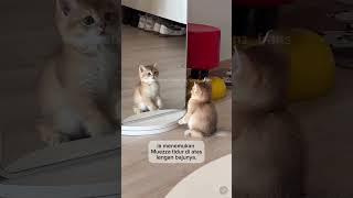 Kisah kucing kesayangan nabi Muhammad muezza