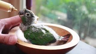 Green cheek conure baby hand feeding