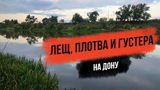 Рыбалка на Дону в Воронежской области в августе. Ловля леща