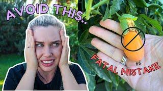 Check your vines! #1 PASSIONFRUIT MISTAKE