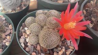 MAY FLOWERING CACTUS! Echinocereus pulchellus, Astrophytum myriostigma, Rebutia heliosa and more!