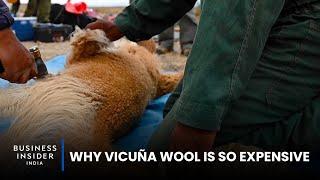 Why Vicuña Wool Is So Expensive | So Expensive