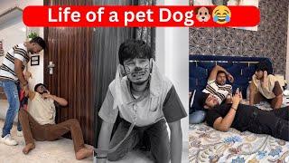 Life of a pet Dog | Chimkandi