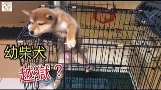 柴犬吃飯訓練開始️竟然上演越獄秀  The meal training begins! The puppy actually escaped ｜柴犬柚醬 醬拔頻道｜