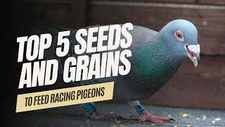 Top 5 Seeds and Grains to Feed Racing Pigeons