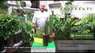 ARTPLANTS - засухоустойчивые растения