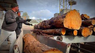 Wood Chipper Faces Its Biggest Challenge Yet! Sawmill in Action.