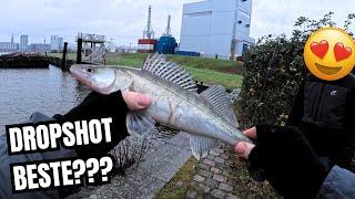 DROPSHOT die beste Methode zum Zander angeln im Winter? 