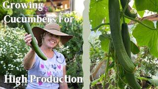 Cucumber Tips for High Productivity | Fertilizing Cucumbers