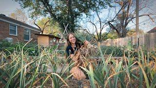 Growing A Years Worth Of Garlic In My Backyard AGAIN! How I Harvest & Cure Over 200 Heads Of Garlic!