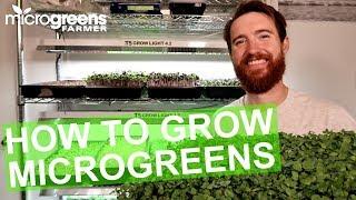 How to grow microgreens