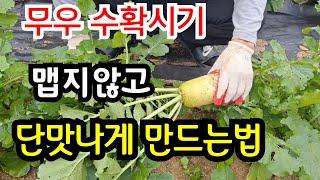 무우는 이시기에 수확해야 .. 제일 단맛이 나고 맛있습니다 (수확시기,저장방법)  #무우수확시기 #무우보관하는법