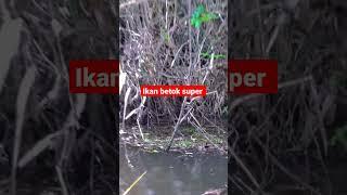 Mancing ikan betok super jumbo #shorts #mancing #mancingmania #mancingikan #short