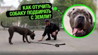 Как отучить собаку подбирать с земли?!/ КАНЕ-КОРСО