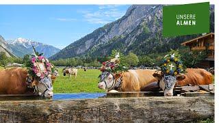 Großer Almabtrieb von der Gramai Alm nach Pertisau am Achensee