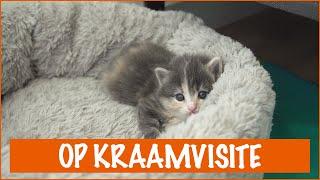 Britt op kraamvisite bij zwerfpoes met kittens | DierenpraatTV