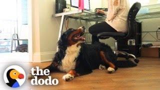 Needy Bernese Mountain Dog Stalks His Mom All Day Long | The Dodo