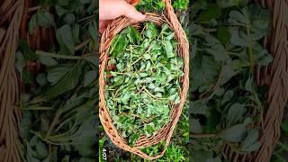  kashmiri nurnar/How to cookwild purslane #shorts #viral #shortsvideo #purslane #new #trending