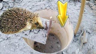 Wonderful innovation for hunting hedgehog with paint bucket