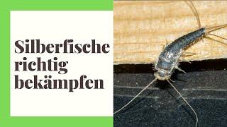 Silberfische bekämpfen - So werden Sie Silberfischchen ganz einfach los (praktische Tipps)