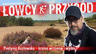 Pustynia Kozłowska – kraina wrzosów i wydm