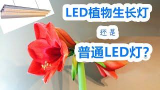 如何选择LED植物生长灯/补光灯/育苗灯跟这个博主一起钻牛角尖冬季北方室内植物小助手常见问题解析