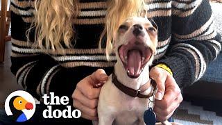 Meet The World's Smallest Pit Bull | The Dodo