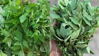 harvesting lambs quarters