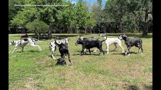 7 Funny Great Danes Friends & Family Play Date Meet & Greet