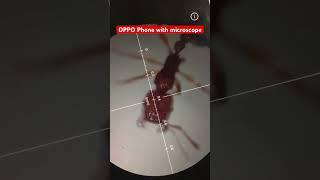 Real face of ants in microscope | OPPO A98 5g