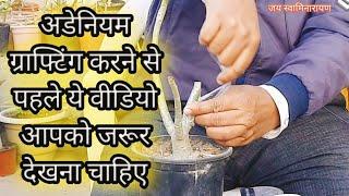 Complete Information Easiest Methods Of Grafting Adeniums  | अडेनियम ग्राफ्टिंग के सबसे आसान तरीके