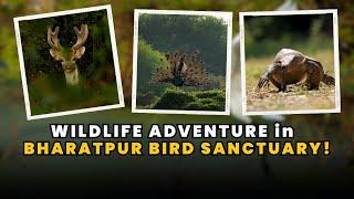 Unforgettable moments in Bharatpur bird sanctuary: A wildlife adventure gone wrong!