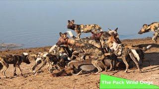 The Pack Wild Dogs (Nature/Wildlife Documentary)