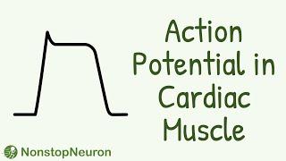 Action Potential In Cardiac Muscle || Heart || Cardiovascular Physiology