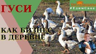 Сколько весит гусь в 5 месяцев. "Мое Подворье"