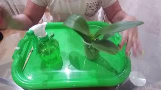 #орхидеи #новаяорхидея #корниорхидеи Потрошим корешки орхидее. Купленная ПРИНЦЕССА 31.07.2020 г.